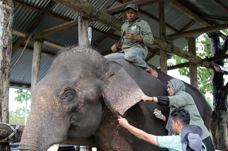 Pengobatan Gajah Terlatih Sakit