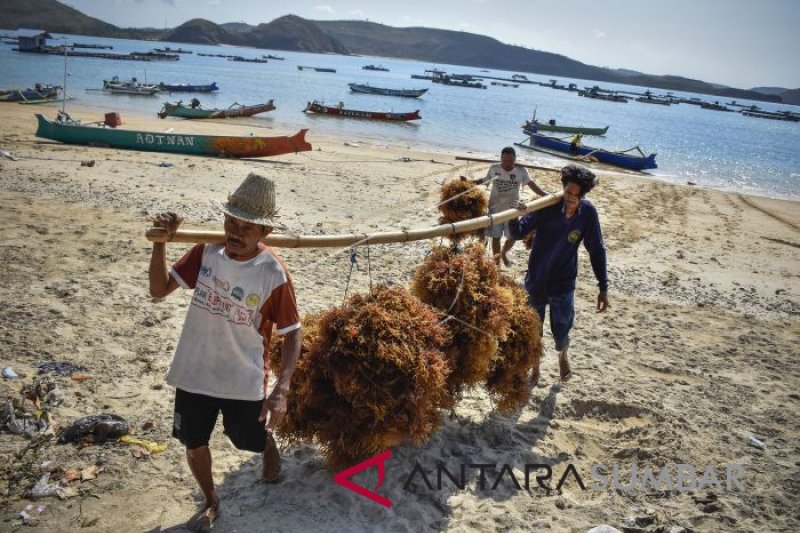 HARGA RUMPUT LAUT KERING NAIK