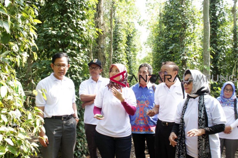 Bupati: Festival Petik Lada tingkatkan agrowisata - ANTARA News Lampung