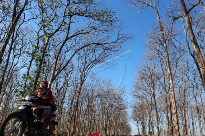 PEMANDANGAN KEMARAU DI BOJONEGORO