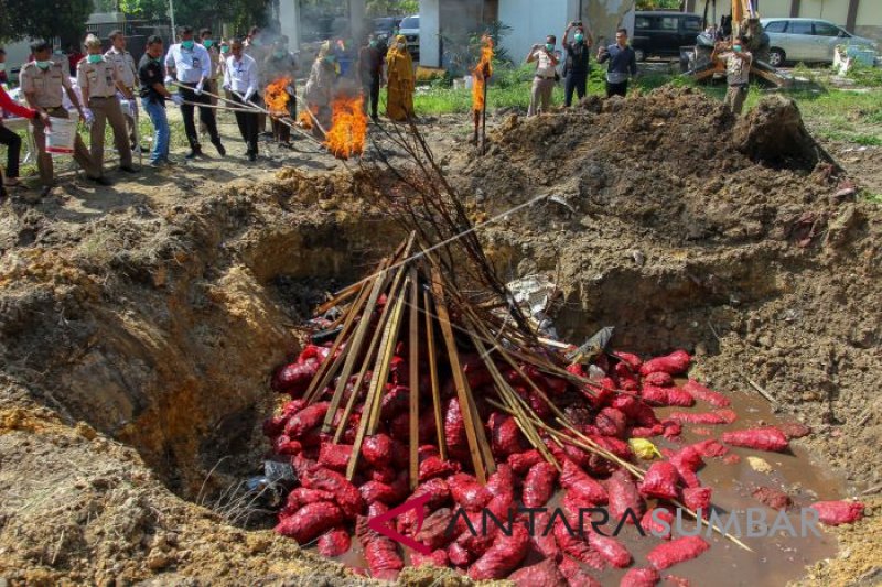 PEMUSNAHAN BAWANG MERAH