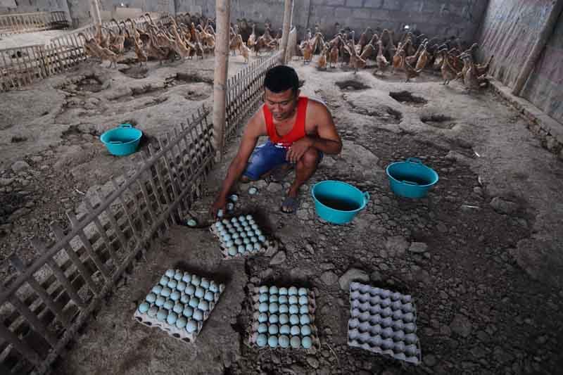 Produksi Telur Bebek