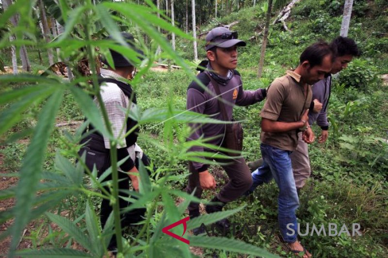 RINGKUS PEMILIK LADANG GANJA