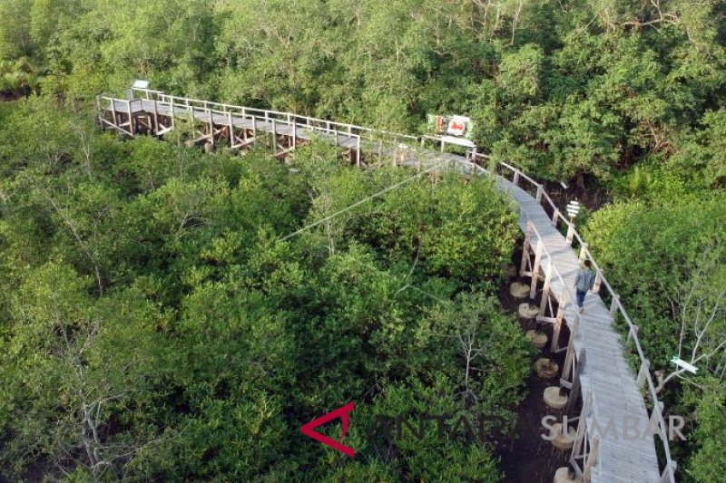 WISATA HUTAN MANGROVE