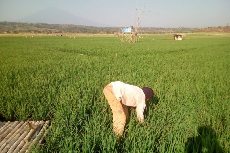 Warga manfaatkan lahan kering Setu Patok Cirebon