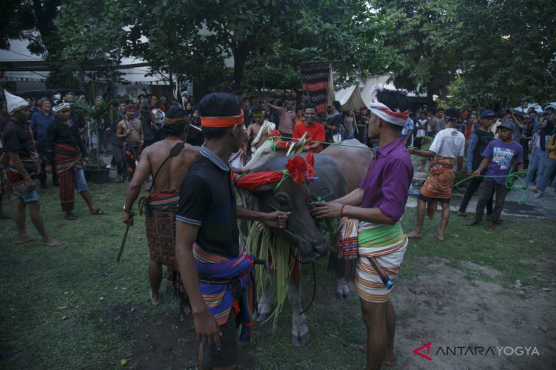 KIRAB BUDAYA KEDDE SUMBA