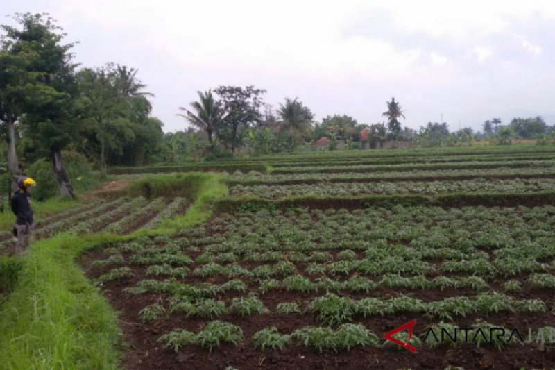 Cianjur perlu revisi tata ruang terkait pemukiman di lahan pertanian