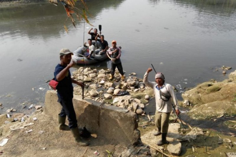 Buaya yang bebas di sungai Cileungsi-Bekasi lebih dari tiga ekor