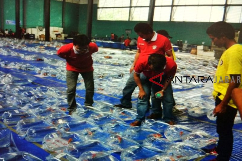 Ikan Koi Cianjur jadi buruan pecinta ikan hias