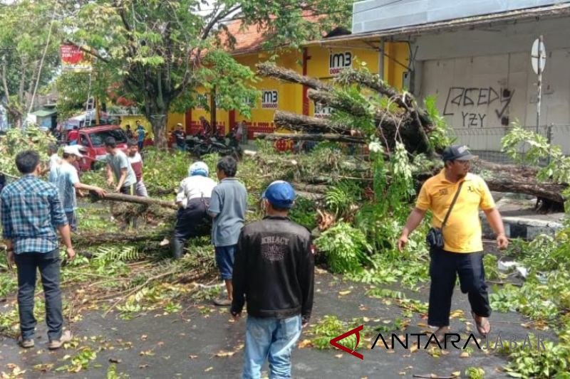 Pohon mahoni jalan protokol Cianjur  tumbang akibat hujan deras