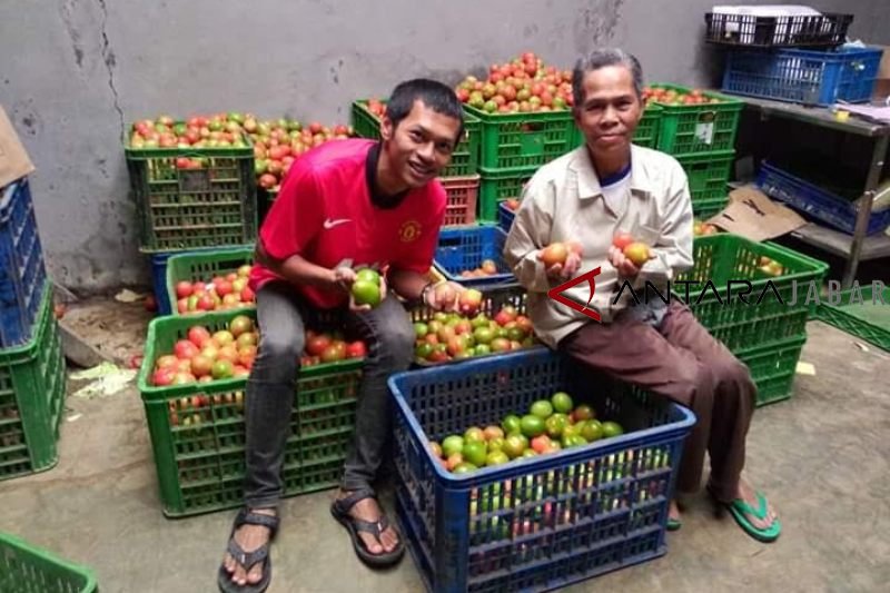 Harga melambung tinggi, pemasok sayur Cianjur merugi