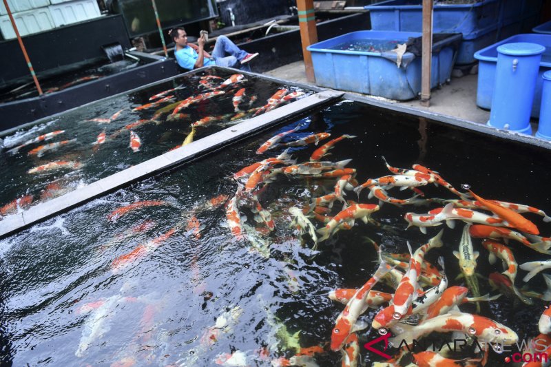 460 Koleksi Usaha Ikan Hias Air Laut Gratis Terbaru