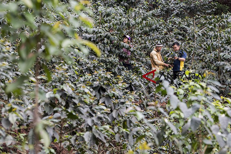 Wakil Ketua DPRD Jabar: Kopi tatar Sunda harus mendunia