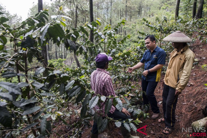 KUR Pemberdayaan Petani Kopi 