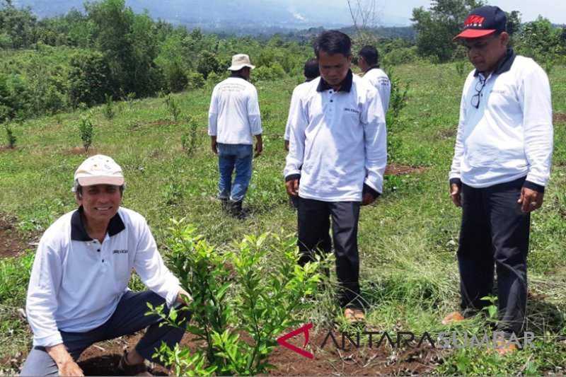 Legislator Solok dorong kembalikan kejayaan jeruk kacang