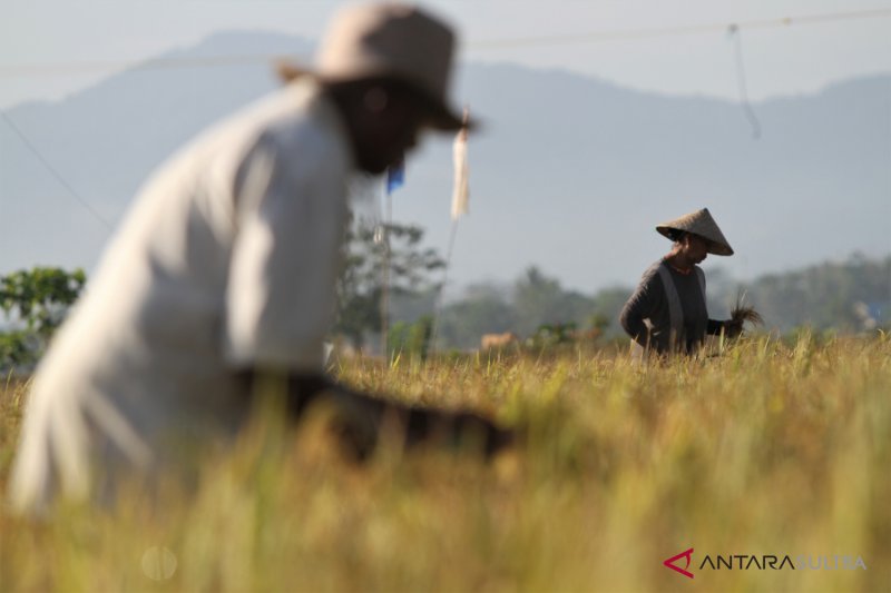 Realisasi Bantuan Benih Pertanian