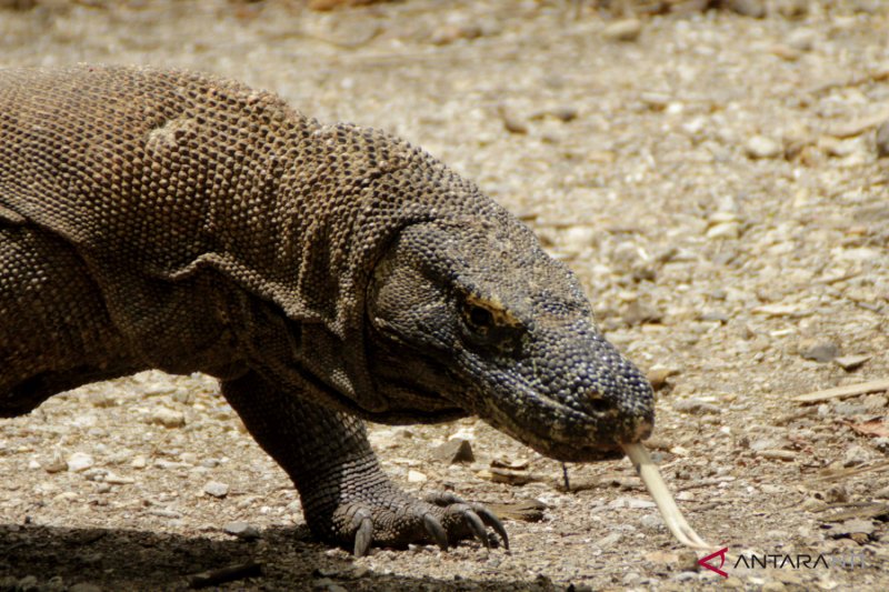 Binatang purba raksasa Komodo di Pulau Komodo