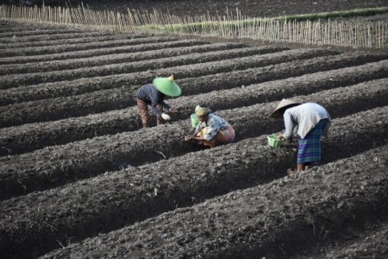 Petani Bawang Merah Lombok Barat