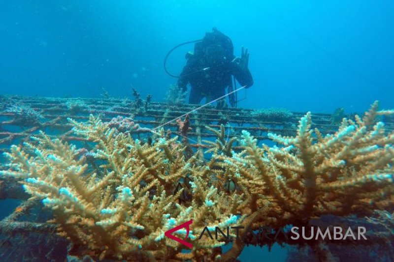 HASIL TRANSPLANTASI TERUMBU KARANG