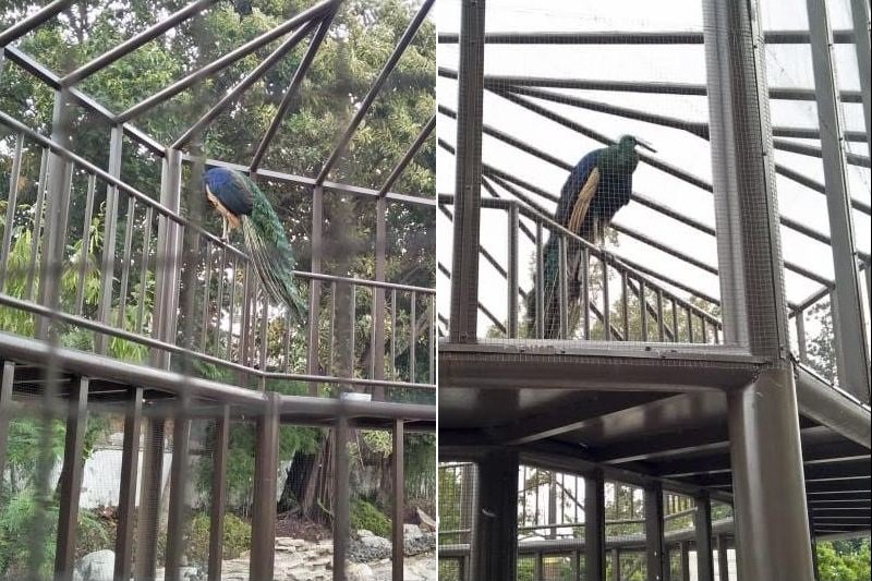 Ternyata, satwa langka ada dipelihara di Taman Pendopo Cianjur