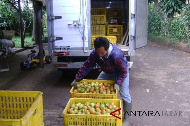 Petani sayur Cianjur terancam gagal panen akibat ini