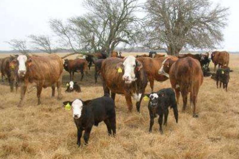 Kementan salurkan sapi indukan ke 24 provinsi