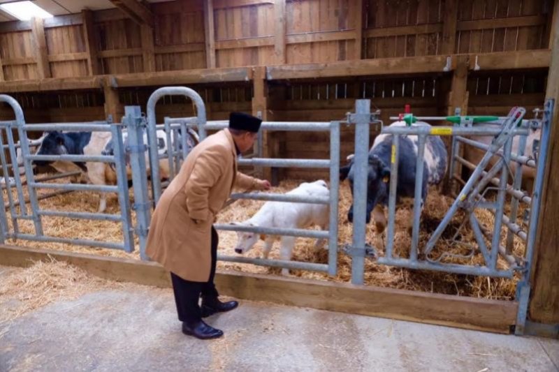Ini kesan Wagub Jabar terhadap metode peternakan sapi di Belgia