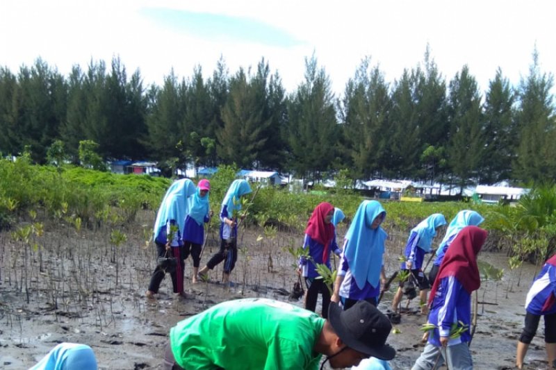 Mahasiswa ikut tanam mangrove di Pariaman