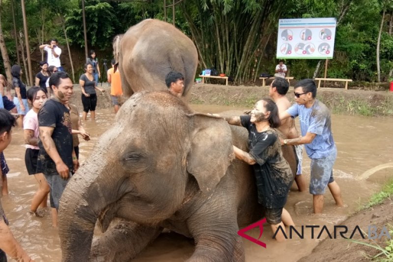Bali Zoo presents activity of "mud bath" with elephants