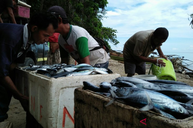 Ikan hasil tangkapan nelayan Parigi