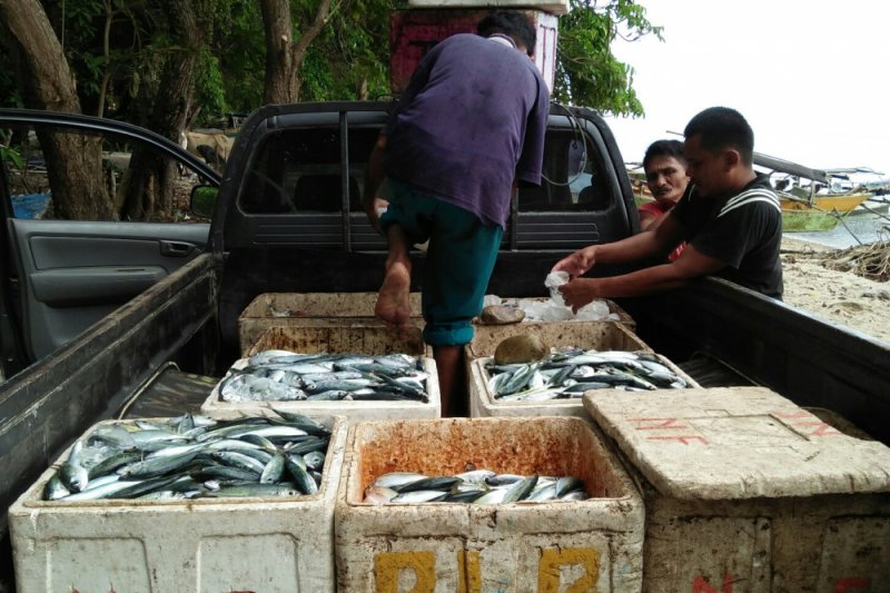 Pengepakan ikan hasil tangkapan nelayan Parigi