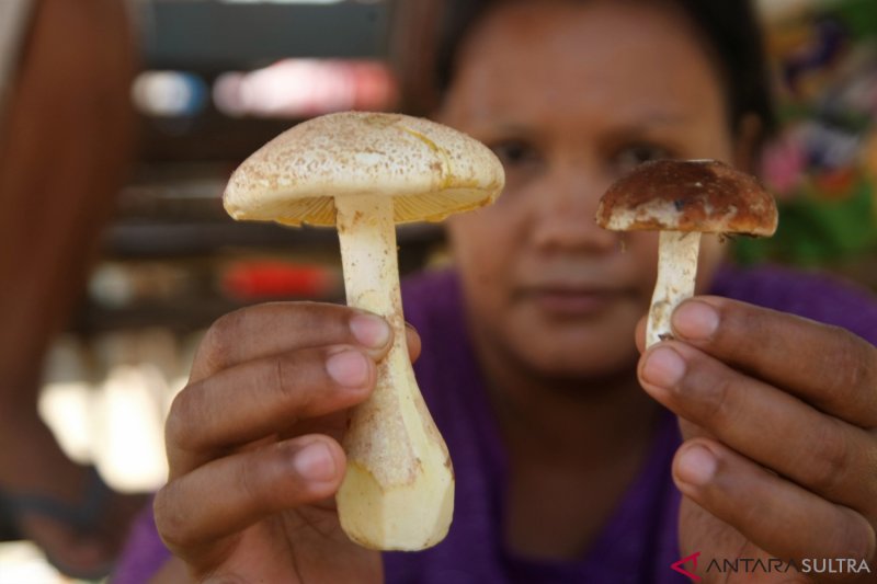 Berkah Jamur Di Musim Hujan