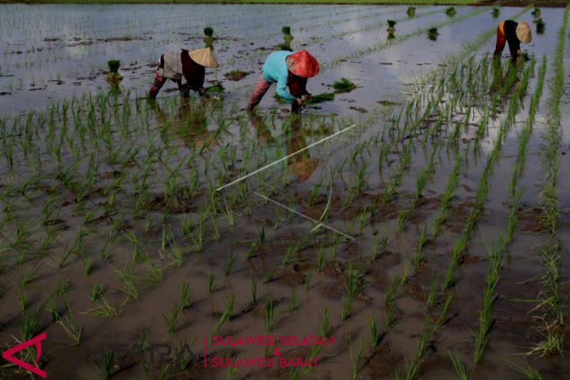 Target indikatif program cetak sawah 2019