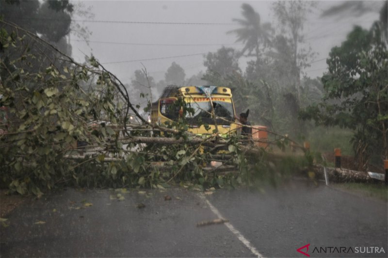 Pohon Tumbang Di Jalan Trans Sulawesi