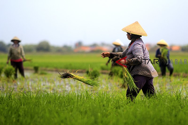 BPS catat Nilai Tukar Petani Juni 2021 naik 0,19 persen