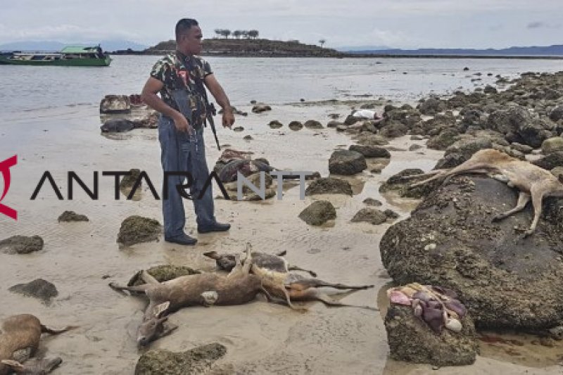 Ungkap Kasus Perburuan Rusa Ilegal