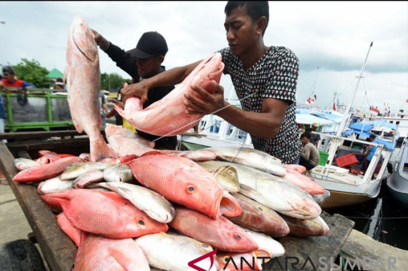 HARGA IKAN NAIK