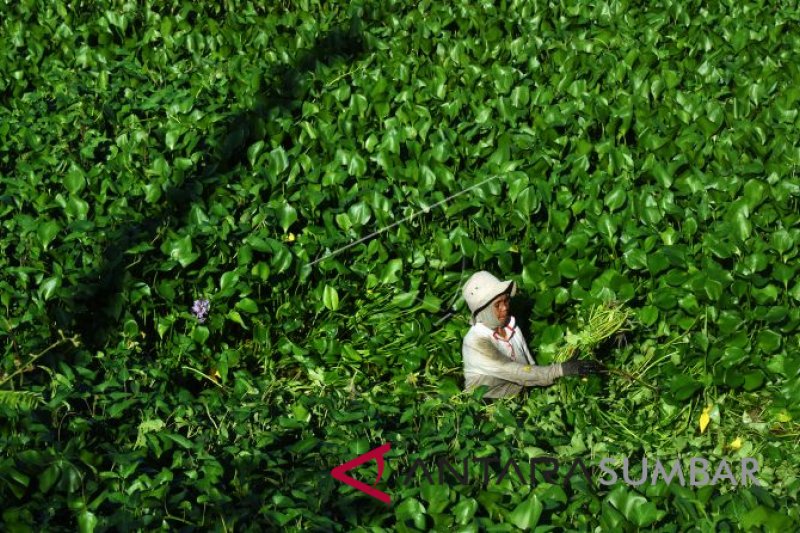 KANGKUNG RAWA