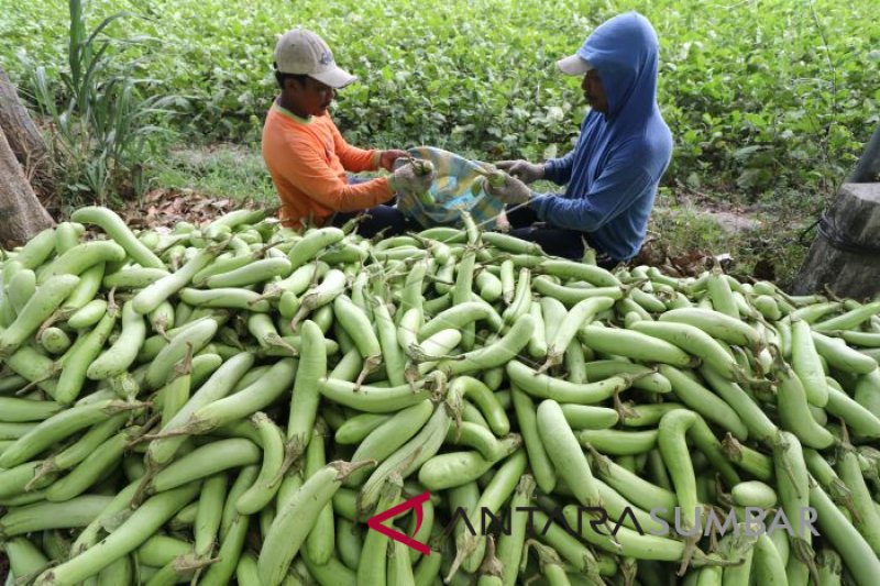 PETANI TERONG MENGELUH