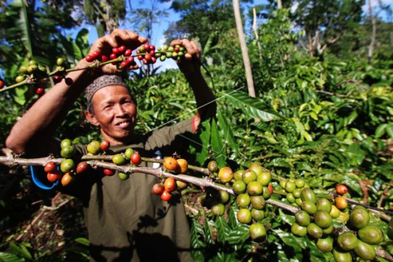 Petani Garut Mulai Garap Tanaman Kopi Organik Antara News Jawa Barat