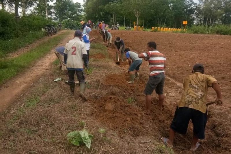 Pemerintah Desa Labuhanratu IX Laksanakan Program PKT