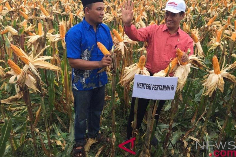 Panen Jagung Di Probolinggo Mentan Sampaikan Pidato Perpisahan Antara News