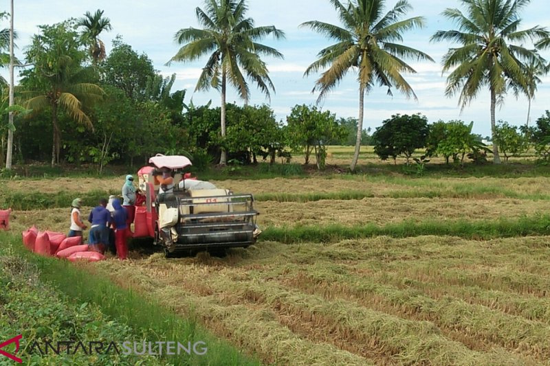 Petani Parigi panen padi