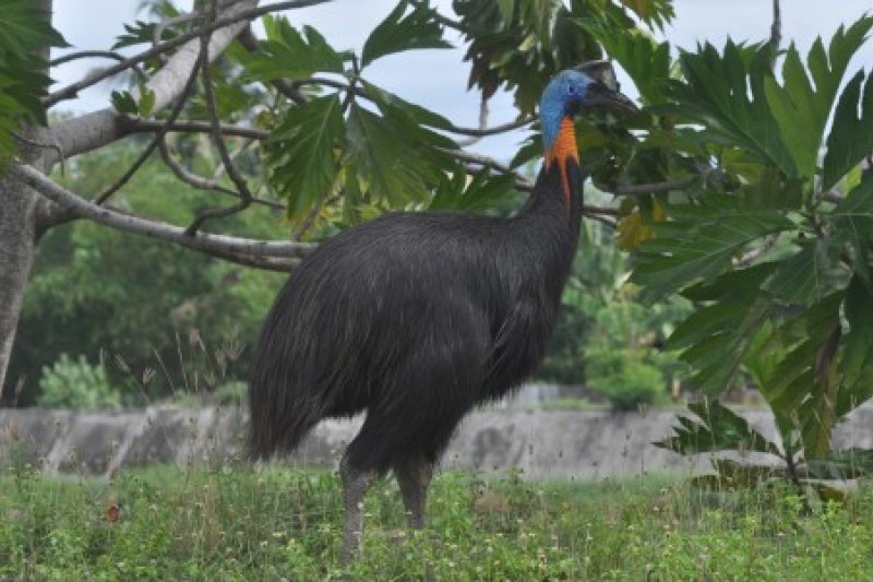 Kemunculan Kasuari di Sungai Palu