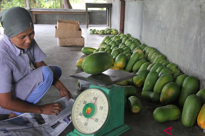 Panen Pepaya California di Dumai (FOTO)