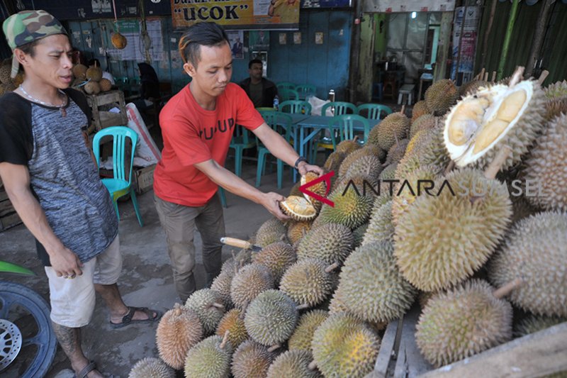 Renovasi destinasi wisata sentra durian Kuto