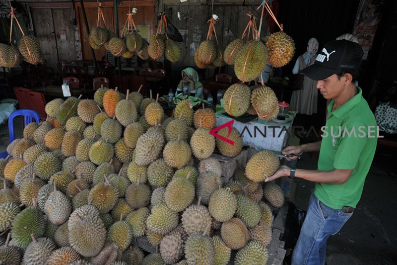 Renovasi destinasi wisata sentra durian Kuto