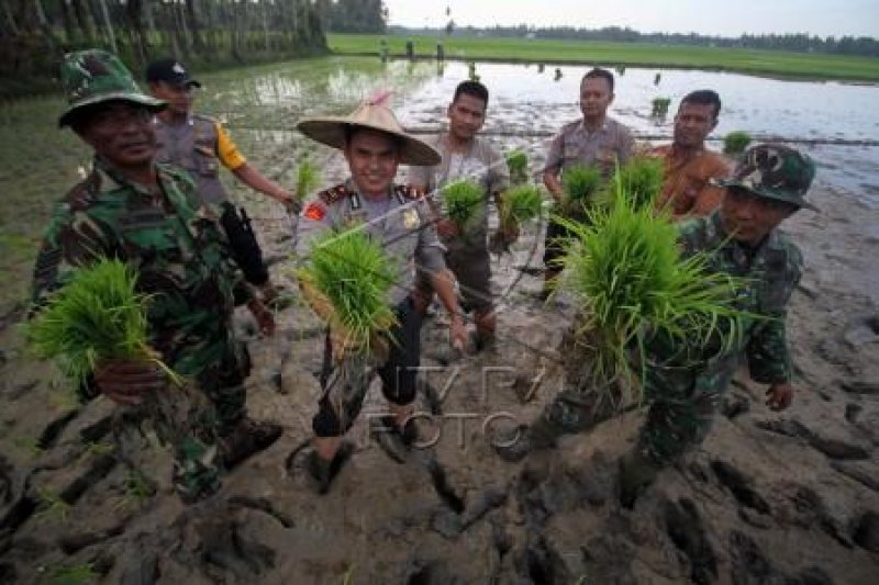 TNI-Polri membantu petani menanam padi