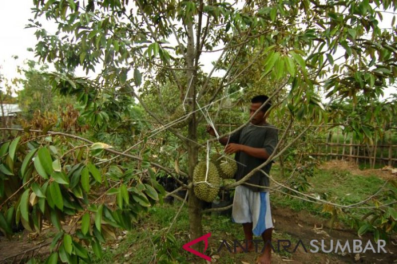 DESA WISATA DURIAN