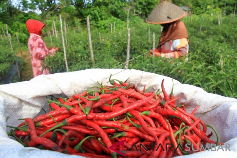 HARGA CABAI MERAH DI TINGKAT PETANI